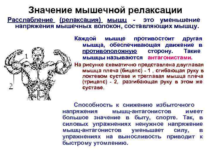  Значение мышечной релаксации Расслабление (релаксация) мышц - это уменьшение  напряжения мышечных волокон,