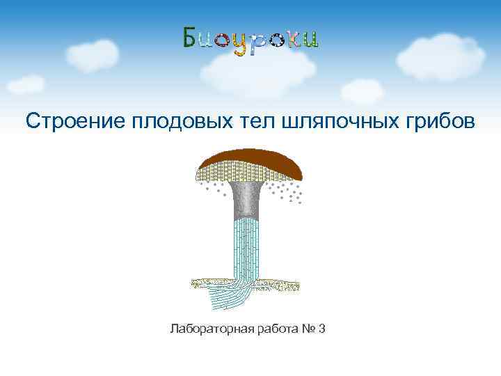 Строение плодовых тел шляпочных грибов   Лабораторная работа № 3 