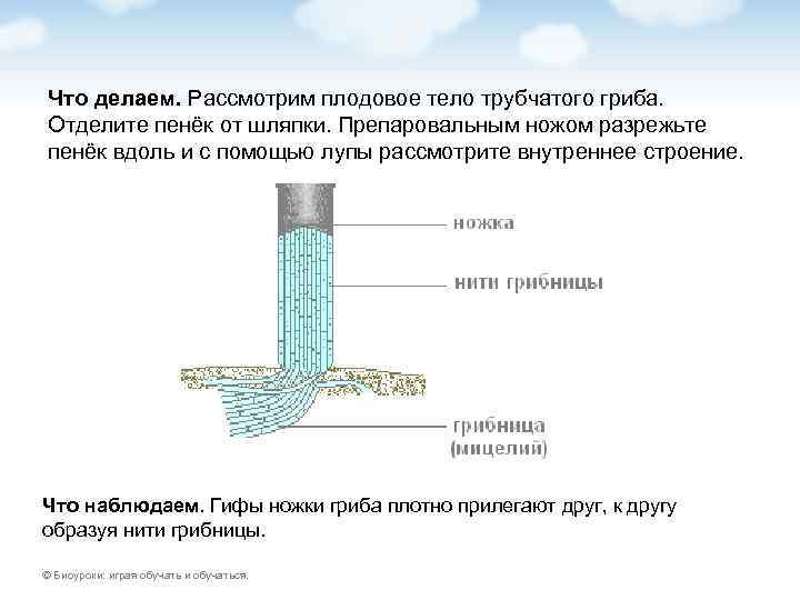Что делаем. Рассмотрим плодовое тело трубчатого гриба. Отделите пенёк от шляпки. Препаровальным ножом разрежьте