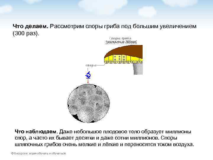 Что делаем. Рассмотрим споры гриба под большим увеличением (300 раз).  Что наблюдаем. Даже