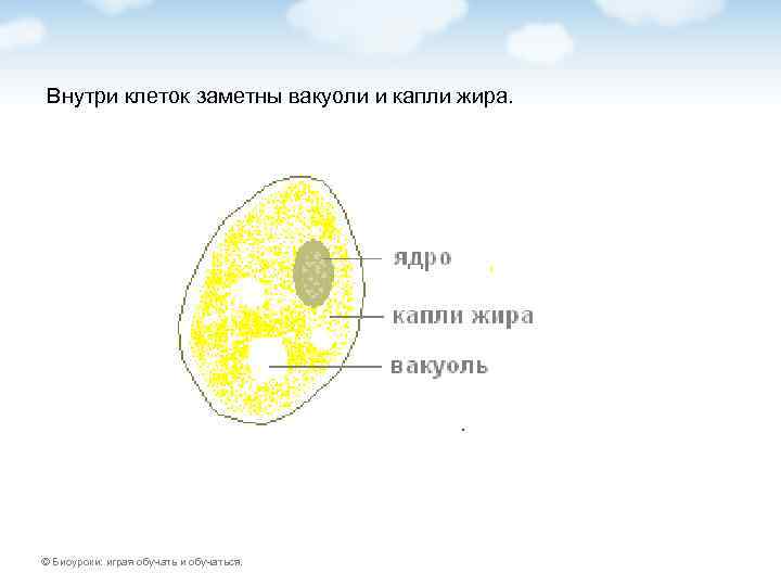 Внутри клеток заметны вакуоли и капли жира. © Биоуроки: играя обучать и обучаться. 