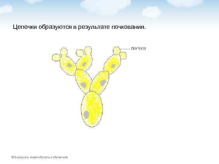 Цепочки образуются в результате почкования. © Биоуроки: играя обучать и обучаться. 
