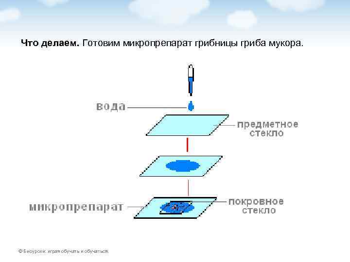 Что делаем. Готовим микропрепарат грибницы гриба мукора. © Биоуроки: играя обучать и обучаться. 