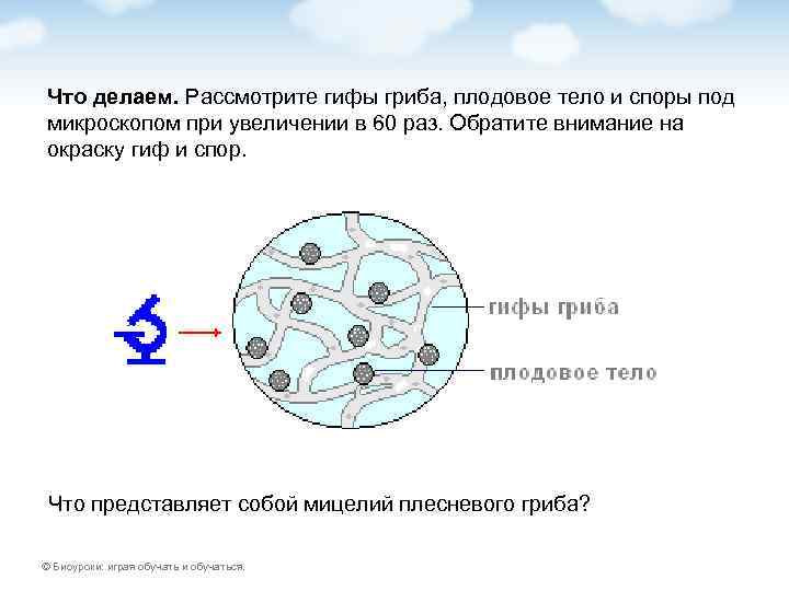 Что делаем. Рассмотрите гифы гриба, плодовое тело и споры под микроскопом при увеличении в