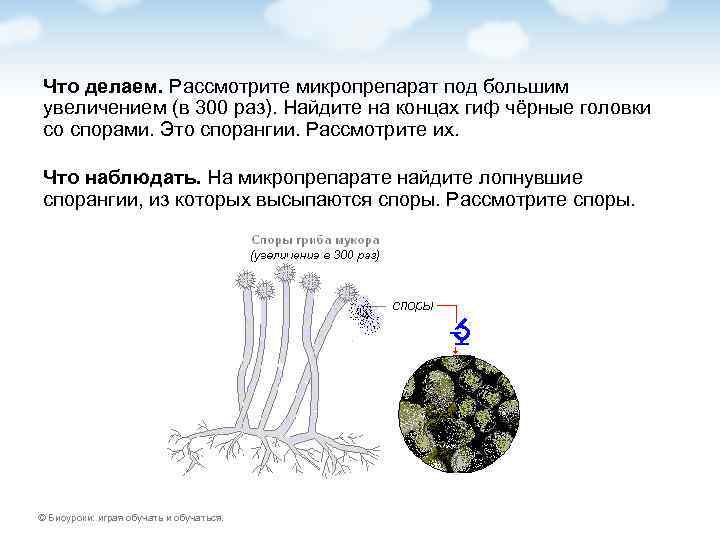 Что делаем. Рассмотрите микропрепарат под большим увеличением (в 300 раз). Найдите на концах гиф