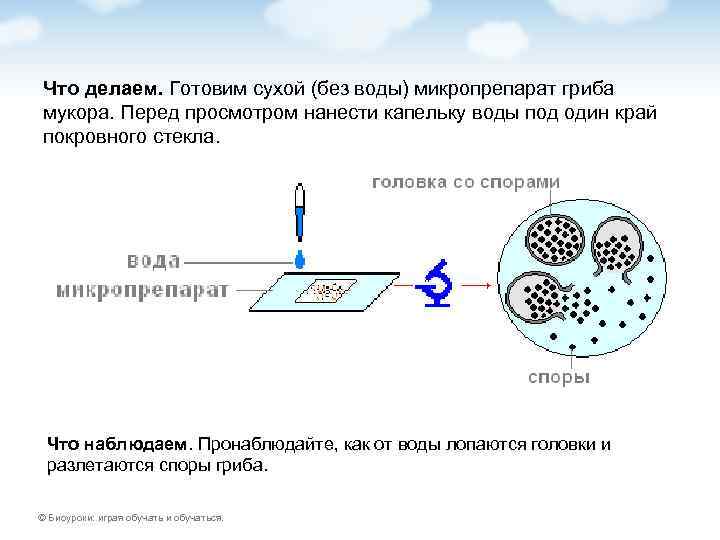 Что делаем. Готовим сухой (без воды) микропрепарат гриба мукора. Перед просмотром нанести капельку воды
