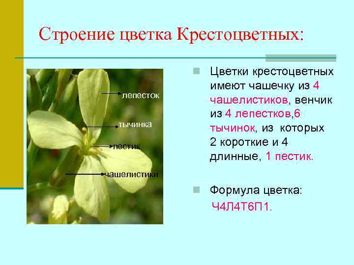 Строение цветка Крестоцветных:    n Цветки крестоцветных    имеют чашечку