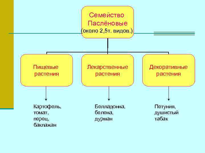     Семейство    Паслёновые   (около 2, 5