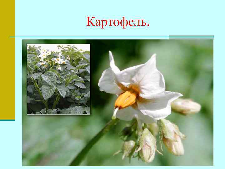 Картофель. 