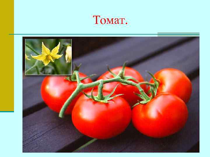 Томат. 