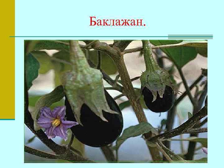 Баклажан. 