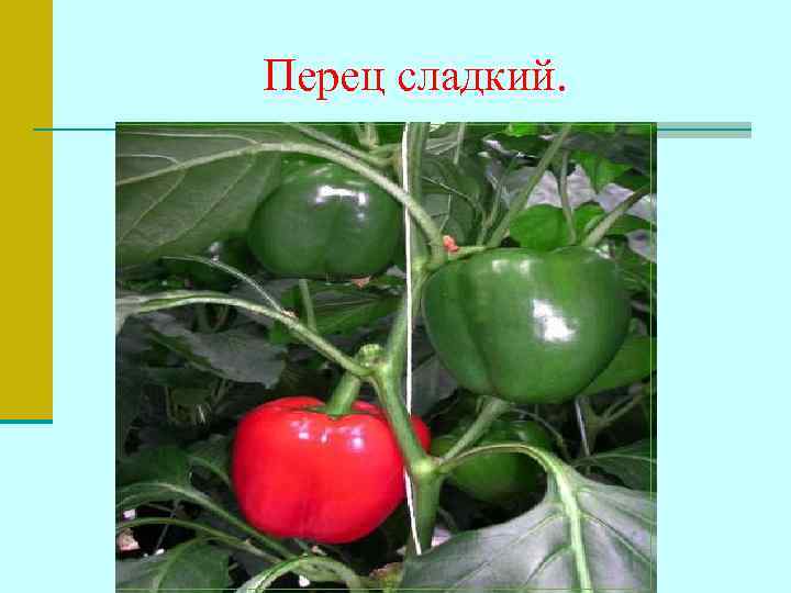 Перец сладкий. 