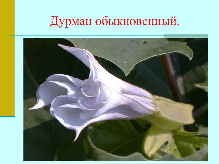 Дурман обыкновенный. 