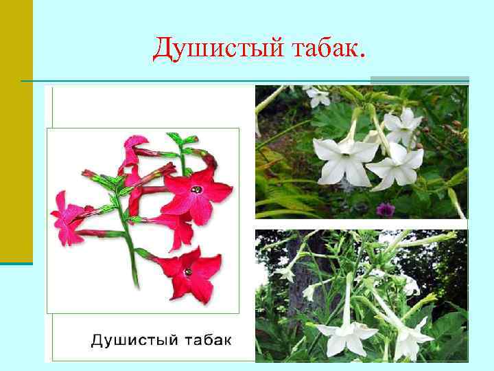 Душистый табак. 