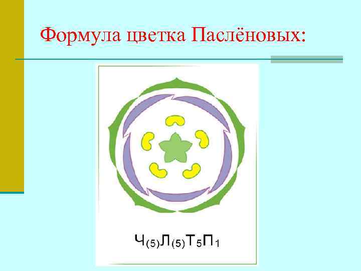 Формула цветка Паслёновых: 