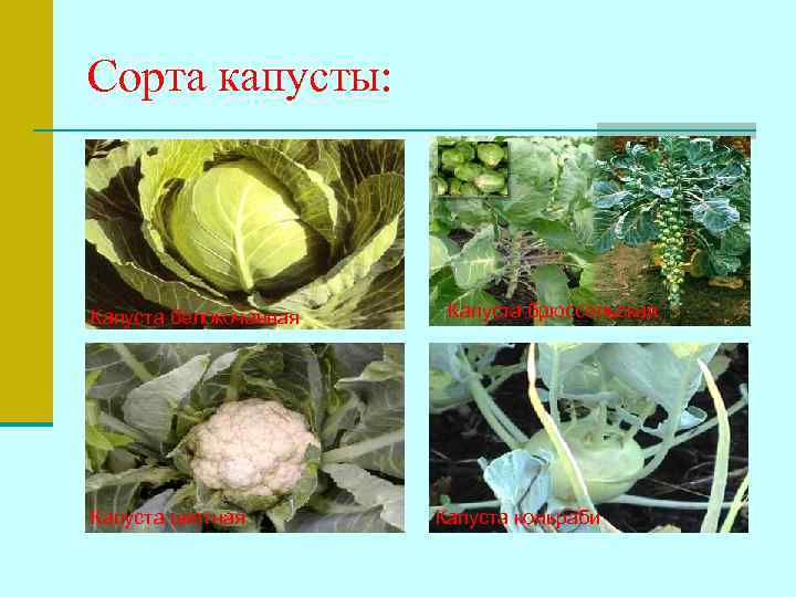 Сорта капусты: Капуста белокочанная  Капуста брюссельская Капуста цветная  Капуста кольраби 