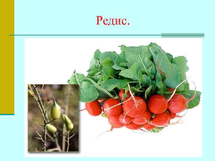 Редис. 