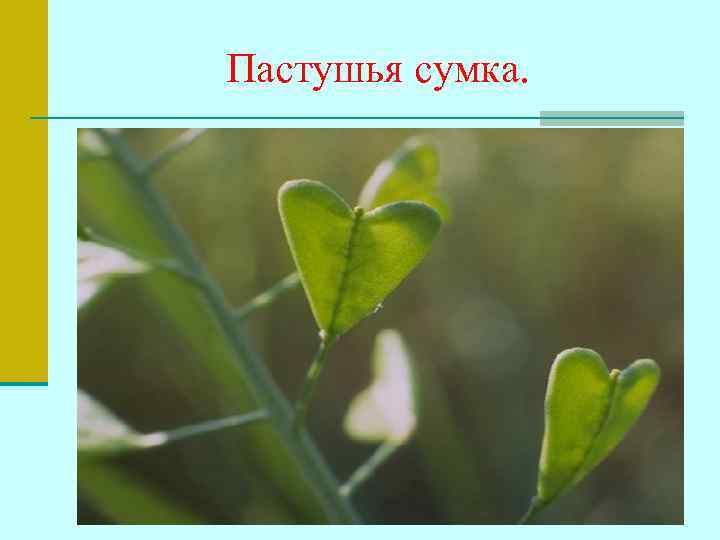 Пастушья сумка. 