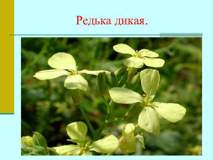 Редька дикая. 