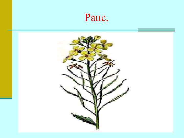 Рапс. 