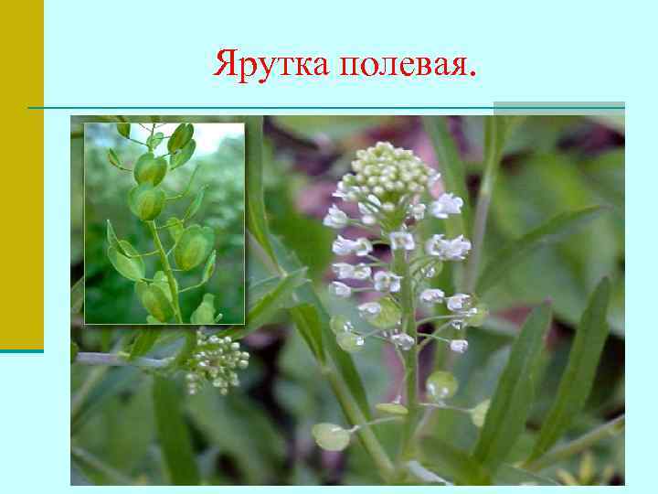 Ярутка полевая. 