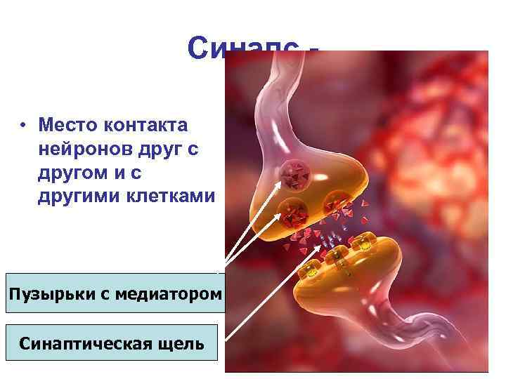    Синапс -  • Место контакта  нейронов друг с 