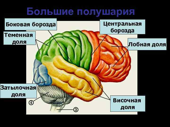   Большие полушария Боковая борозда  Центральная     борозда Теменная