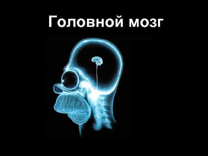 Головной мозг 