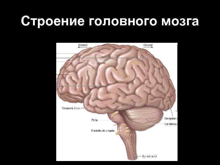 Строение головного мозга 