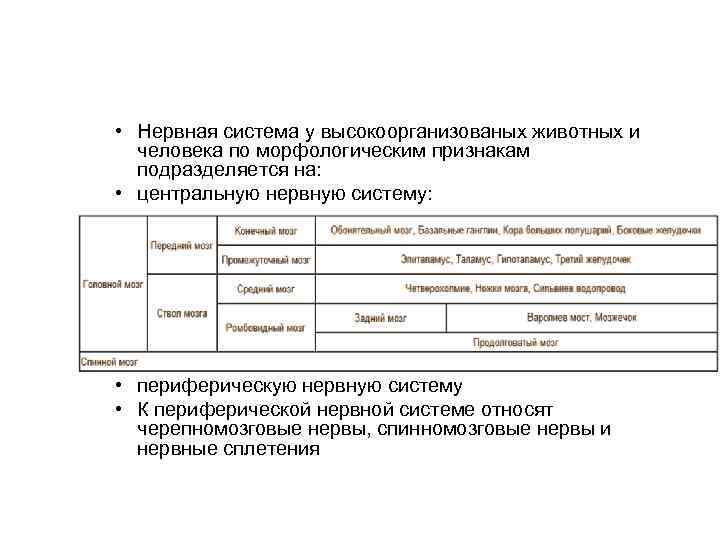  • Нервная система у высокоорганизованых животных и  человека по морфологическим признакам 
