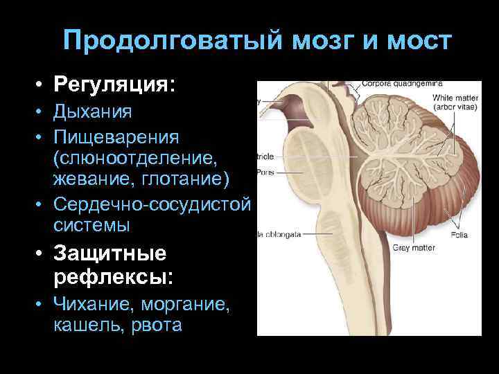  Продолговатый мозг и мост • Регуляция:  • Дыхания • Пищеварения  (слюноотделение,