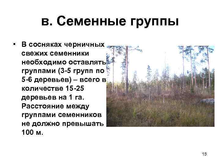   в. Семенные группы • В сосняках черничных  свежих семенники  необходимо