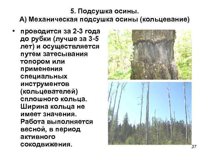    5. Подсушка осины.  А) Механическая подсушка осины (кольцевание) • проводится