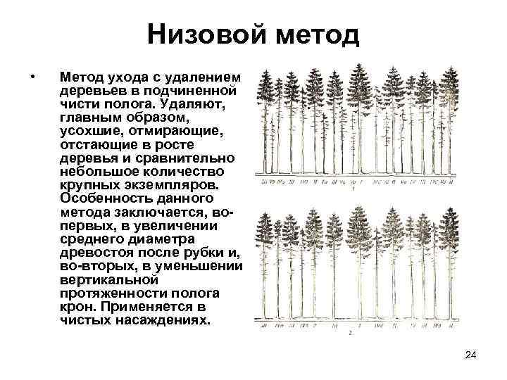 Проект рубок ухода