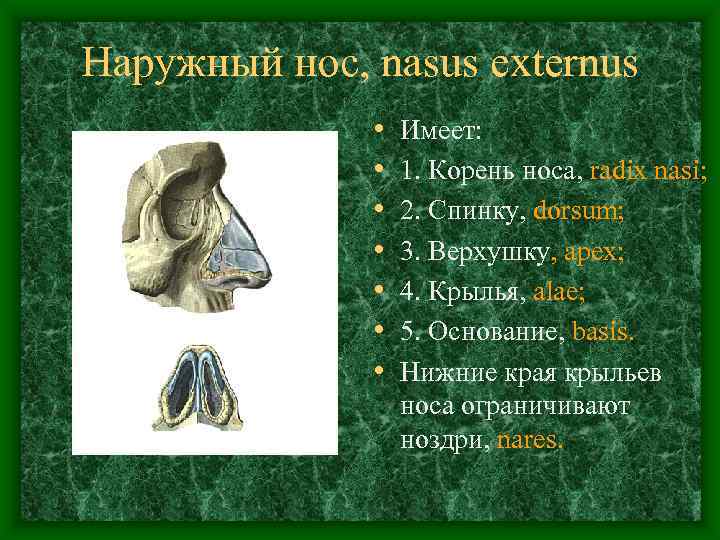 Наружный нос, nasus externus    •  Имеет:   • 