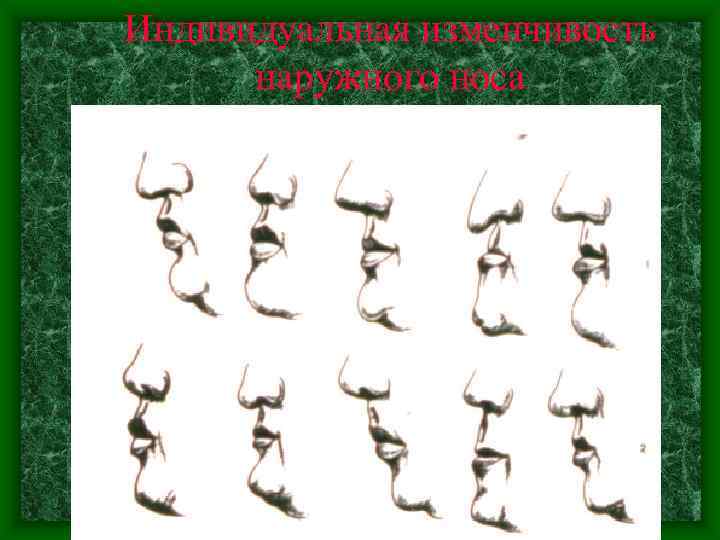 Индивидуальная изменчивость  наружного носа 
