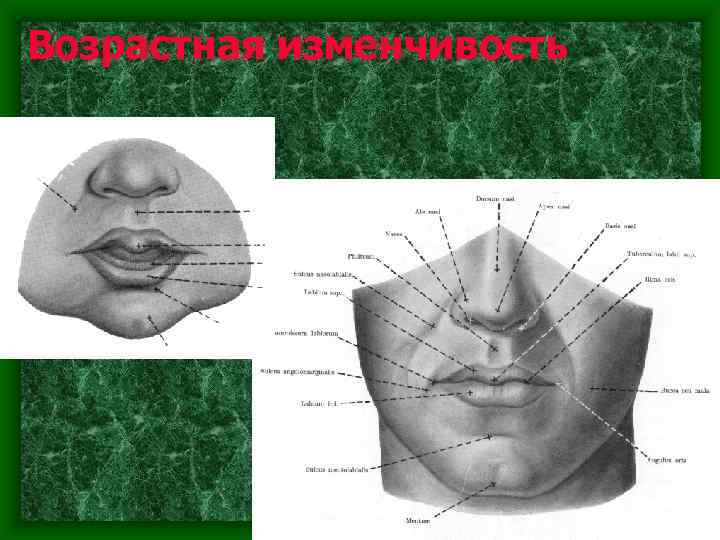 Возрастная изменчивость 