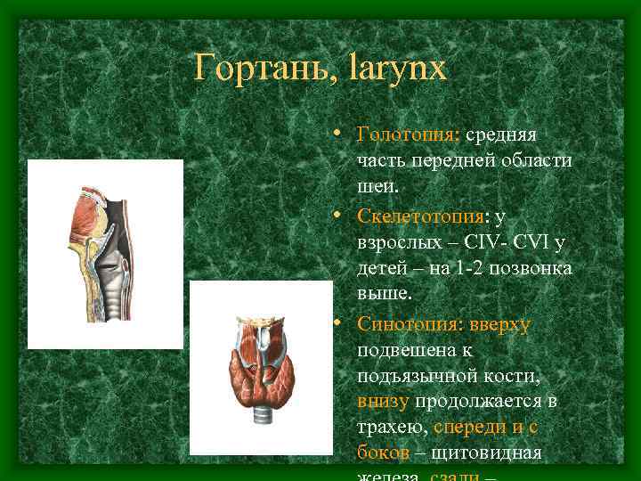 Гортань, larynx   • Голотопия: средняя  часть передней области  шеи. 