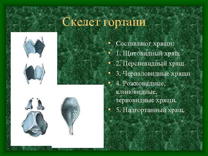 Скелет гортани   • Составляют хрящи:   • 1. Щитовидный хрящ 