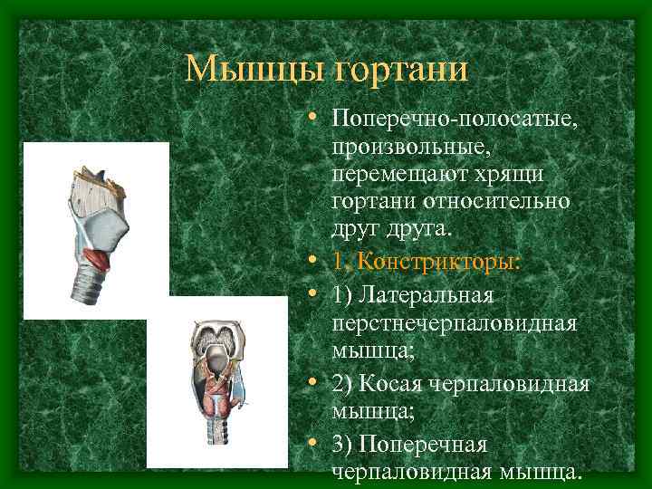 Мышцы гортани  • Поперечно-полосатые,  произвольные,  перемещают хрящи   гортани относительно