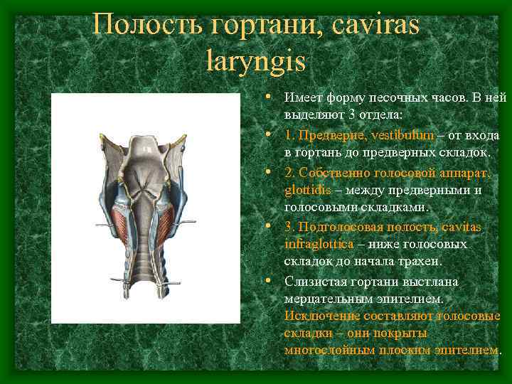 Полость гортани, caviras  laryngis   • Имеет форму песочных часов. В ней