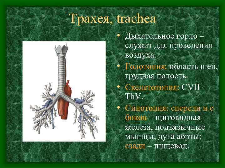 Трахея, trachea   • Дыхательное горло –  служит для проведения  воздуха.