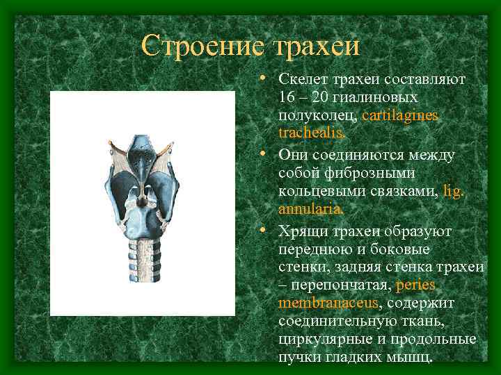 Строение трахеи   • Скелет трахеи составляют  16 – 20 гиалиновых 