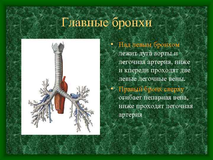 Главные бронхи   • Над левым бронхом   лежит дуга аорты и