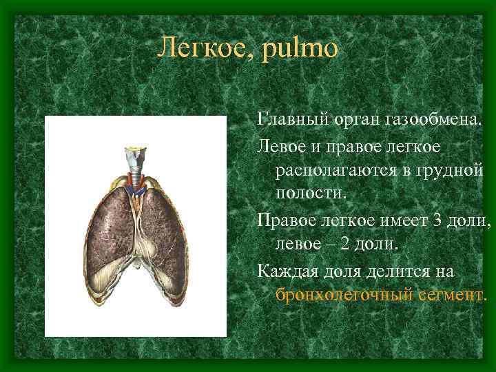 Легкое, pulmo   Главный орган газообмена.   Левое и правое легкое 