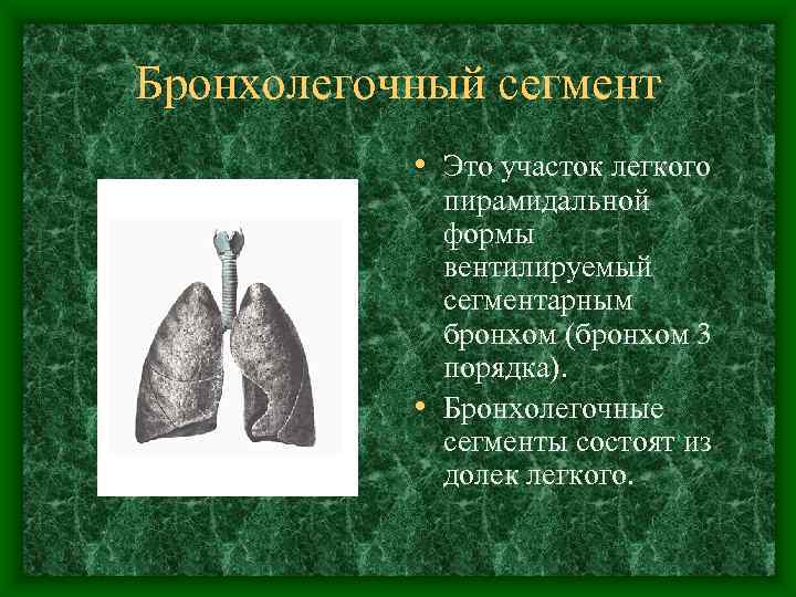 Бронхолегочный сегмент   • Это участок легкого   пирамидальной   формы