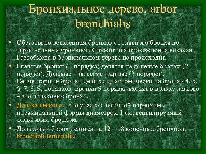  Бронхиальное дерево, arbor   bronchialis • Образовано ветвлением бронхов от главного бронха