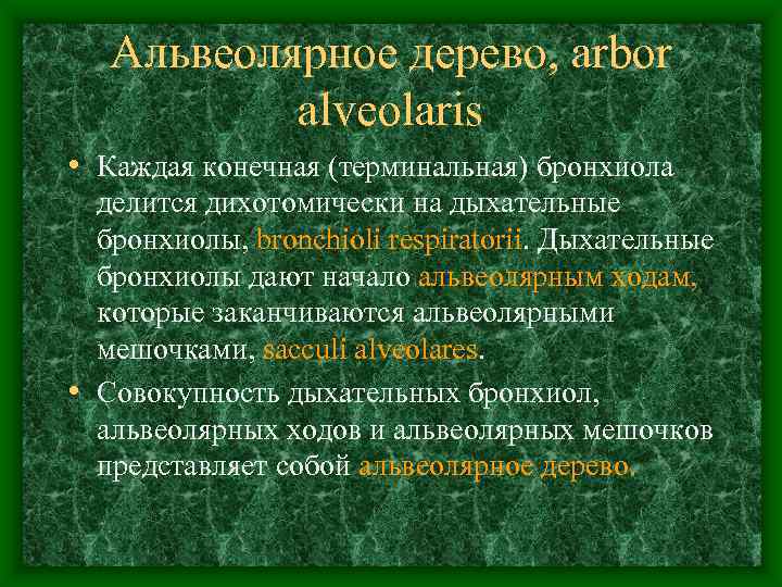   Альвеолярное дерево, arbor  alveolaris • Каждая конечная (терминальная) бронхиола  делится