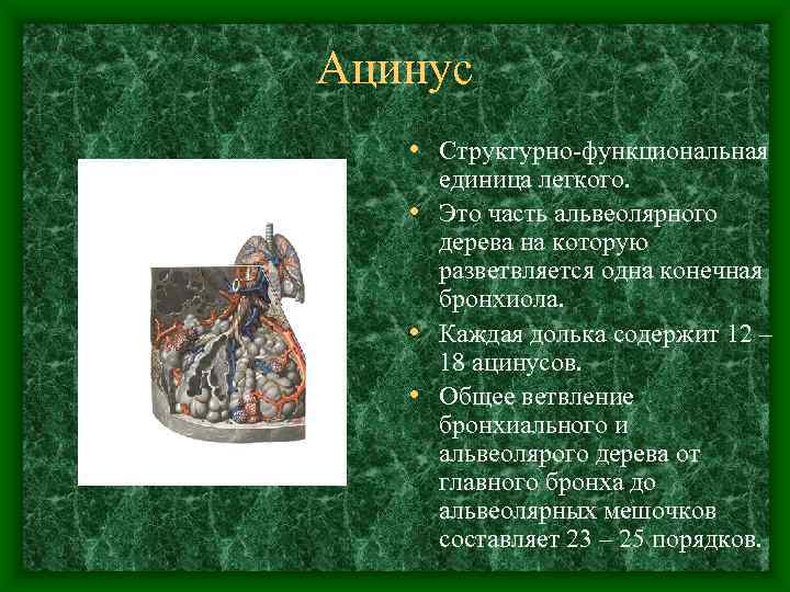 Ацинус • Структурно-функциональная единица легкого. • Это часть альвеолярного дерева на которую разветвляется одна