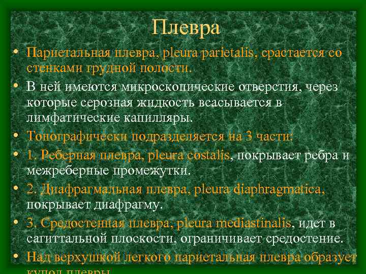     Плевра • Париетальная плевра, pleura parietalis, срастается со стенками грудной